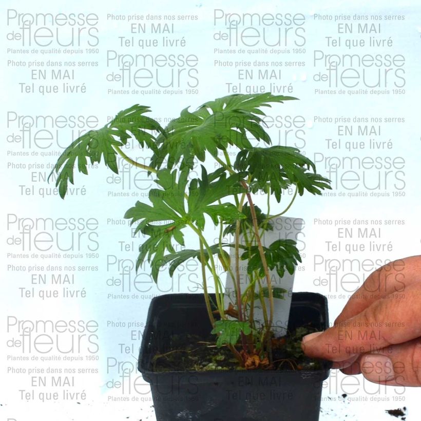 Beispiel eines Exemplars von Geranium pratense Plenum Violaceum - Wiesen-Storchschnabel Kleine Töpfe von 8/9 cm wie geliefert