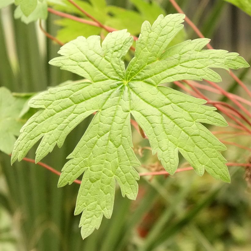 Geranium psilostemon - Armenischer Storchschnabel (Foliage)
