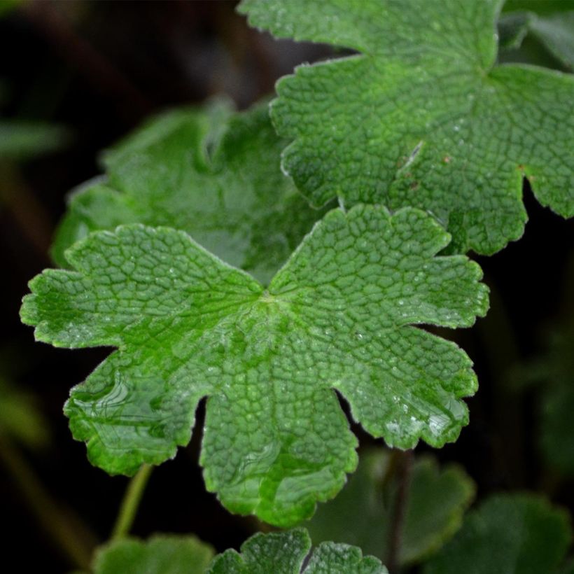 Geranium renardii - Kaukasus-Storchschnabel (Laub)