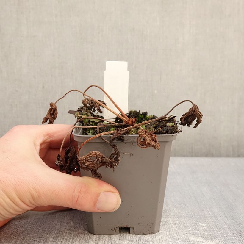 Exemplar von Geranium richardsonii - Storchschnabel Kleine Töpfe von 8/9 cm wie im Winter geliefert