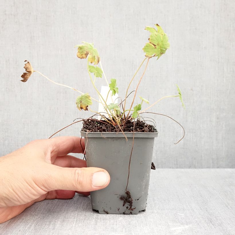 Exemplar von Geranium riversleaianum Mavis Simpson - Storchschnabel Kleine Töpfe von 8/9 cm wie im Herbst geliefert