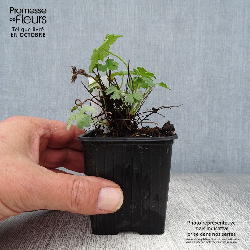 Exemplar von Geranium riversleaianum Russell Prichard - Storchschnabel Kleine Töpfe von 8/9 cm wie im Herbst geliefert