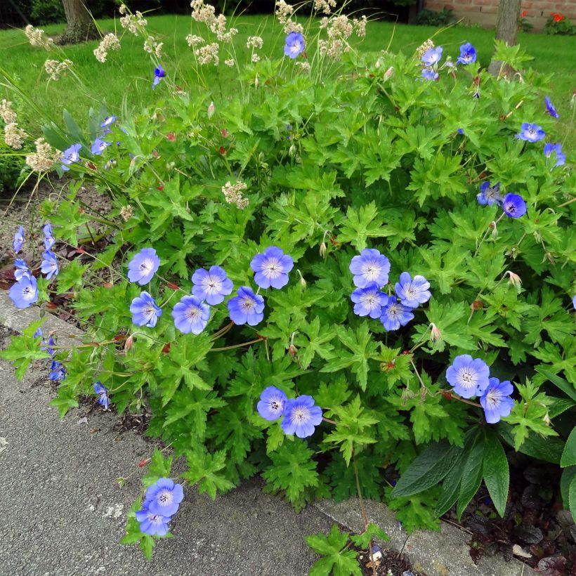 Storchschnabel Rozanne - Geranium (Foliage)