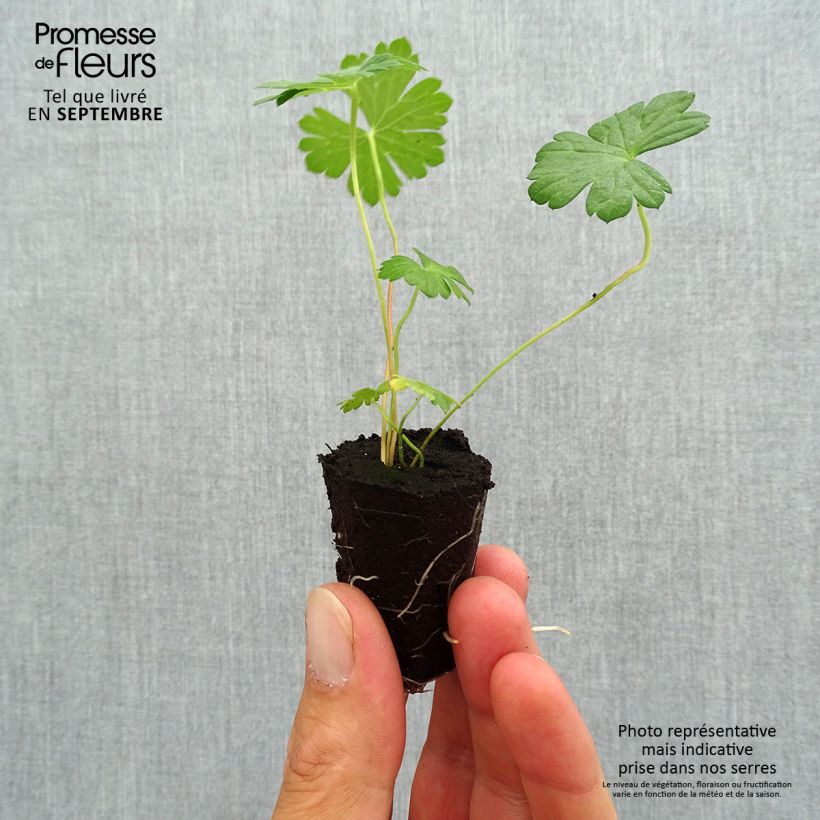 Example of Storchschnabel Rozanne - Geranium Mini-Plug Ø 3/4 cm as you get in automne