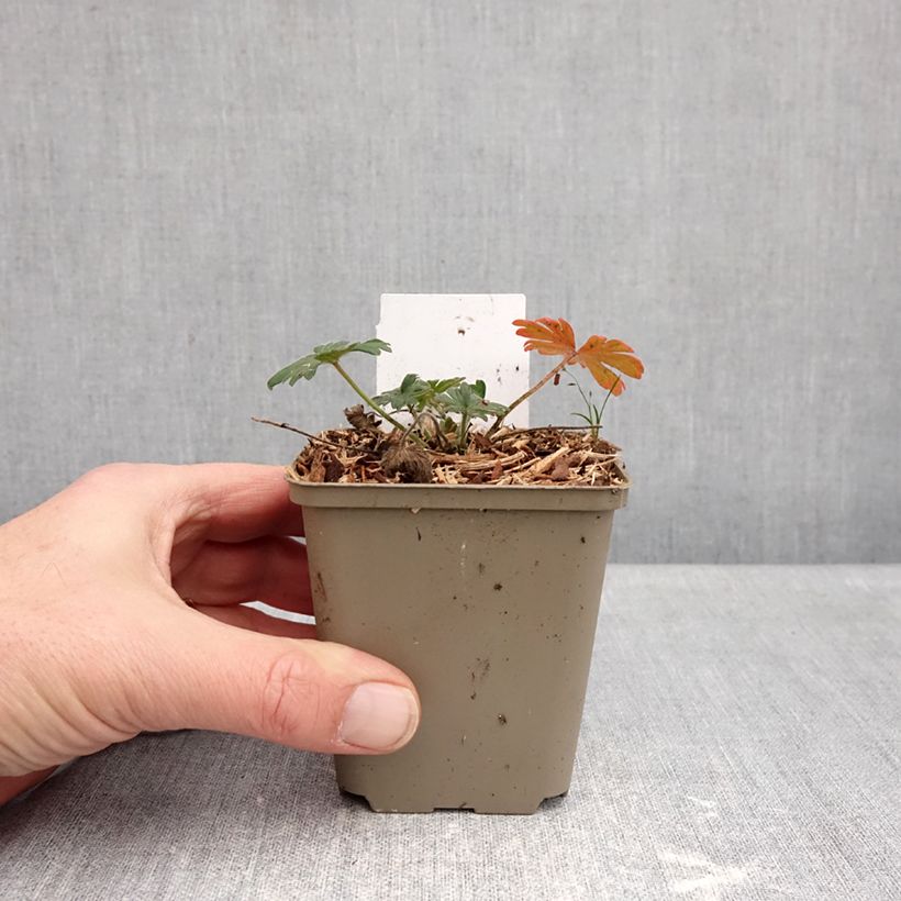 Exemplar von Geranium sanguineum Ankum's Pride - Blutstorchschnabel Kleine Töpfe von 8/9 cm wie im Winter geliefert