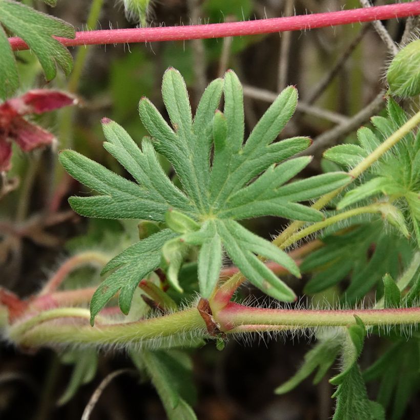 Geranium sanguineum Ankum's Pride - Blutstorchschnabel (Laub)