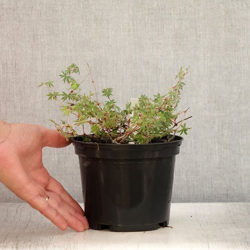 Exemplar von Geranium sanguineum Ankum's Pride - Blutstorchschnabel Topf mit 2L/3L wie im Sommer geliefert