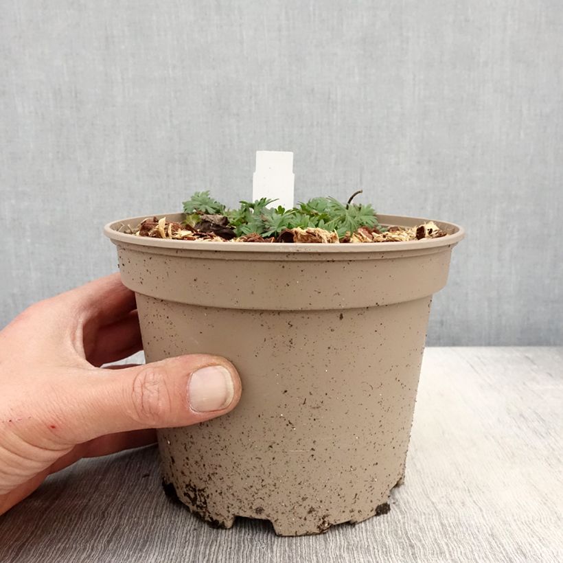 Exemplar von Geranium sanguineum var. striatum - Blutstorchschnabel Topf mit 2L/3L wie im Frühjahr geliefert