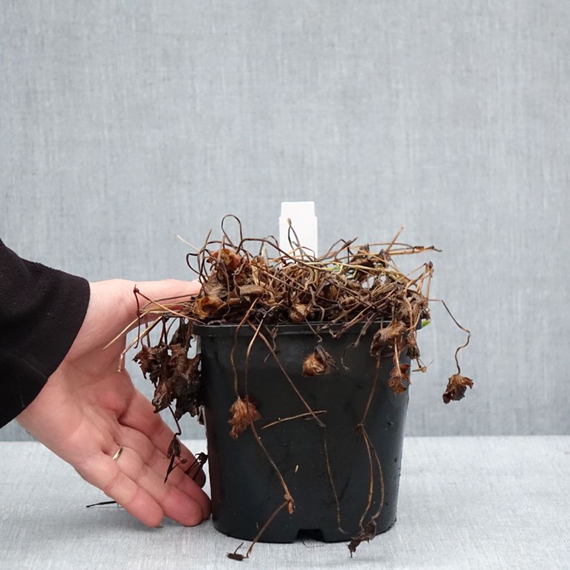 Exemplar von Geranium vivace Silvia's surprise Pot de 1,5L/2L wie im Winter geliefert