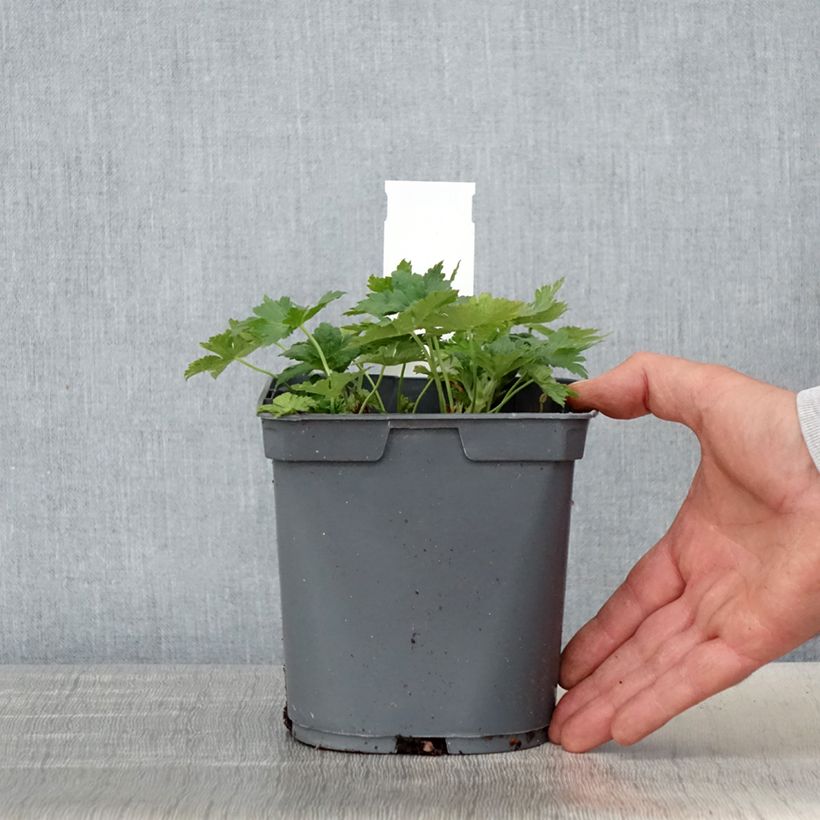 Example of Storchschnabel Sirak - Geranium Topf mit 2L/3L as you get in printemps