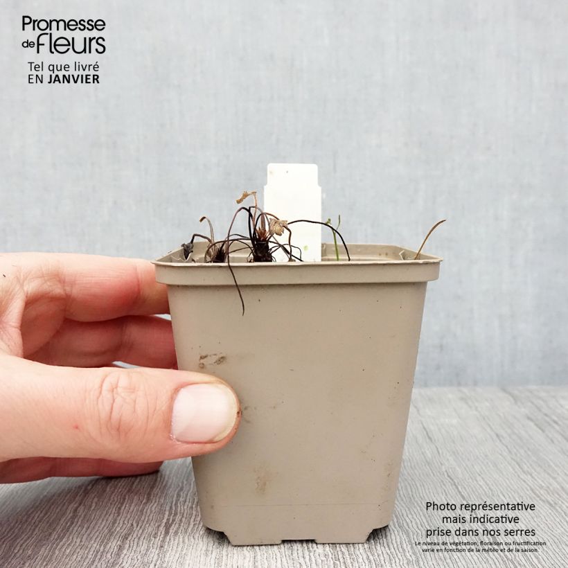 Exemplar von Storchschnabel Sue Crûg - Geranium Kleine Töpfe von 8/9 cm wie im Winter geliefert