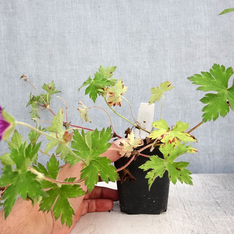 Exemplar von Storchschnabel Sweet Heidi - Geranium Kleine Töpfe von 8/9 cm wie im Sommer geliefert