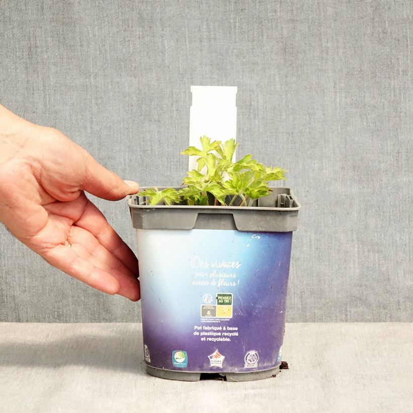 Exemplar von Storchschnabel Sweet Heidi - Geranium Topf mit 2L/3L wie im Frühjahr geliefert