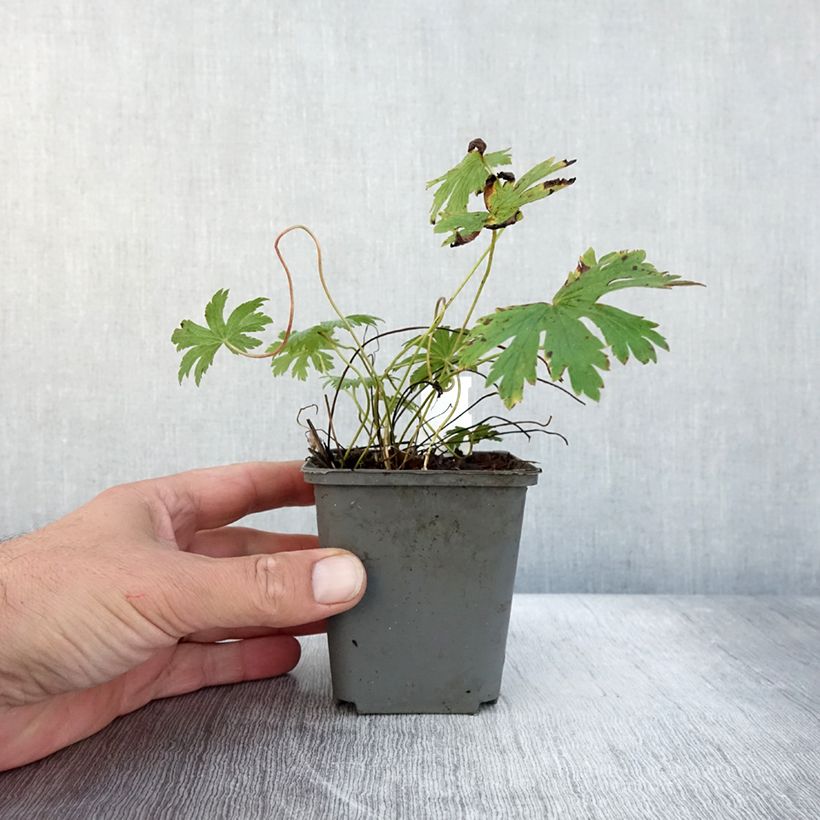Exemplar von Géranium vivace sylvaticum Birch Lilac Godet de 8/9 cm wie im Herbst geliefert