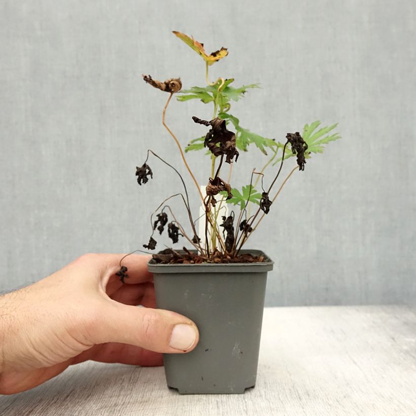 Exemplar von Geranium sylvaticum Bridget Lion - Wald-Storchschnabel Kleine Töpfe von 8/9 cm wie im Herbst geliefert