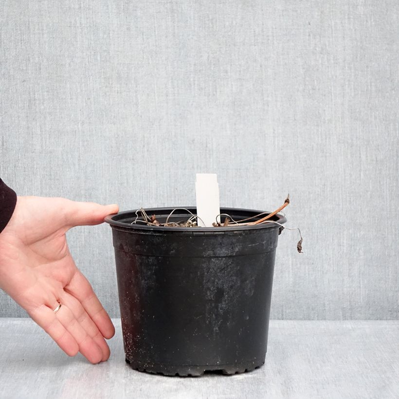 Exemplar von Geranium wallichianum Crystal Lake - Storchschnabel Topf mit 2L/3L wie im Winter geliefert