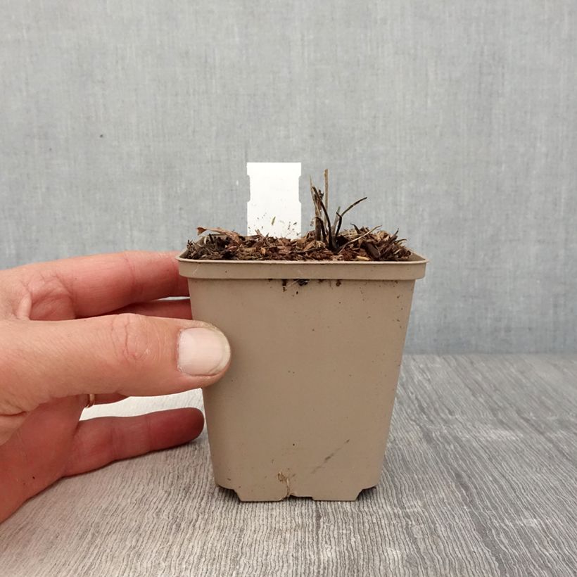 Example of Geranium wallichianum Censation Daily Blue - Storchschnabel Kleine Töpfe von 8/9 cm as you get in printemps