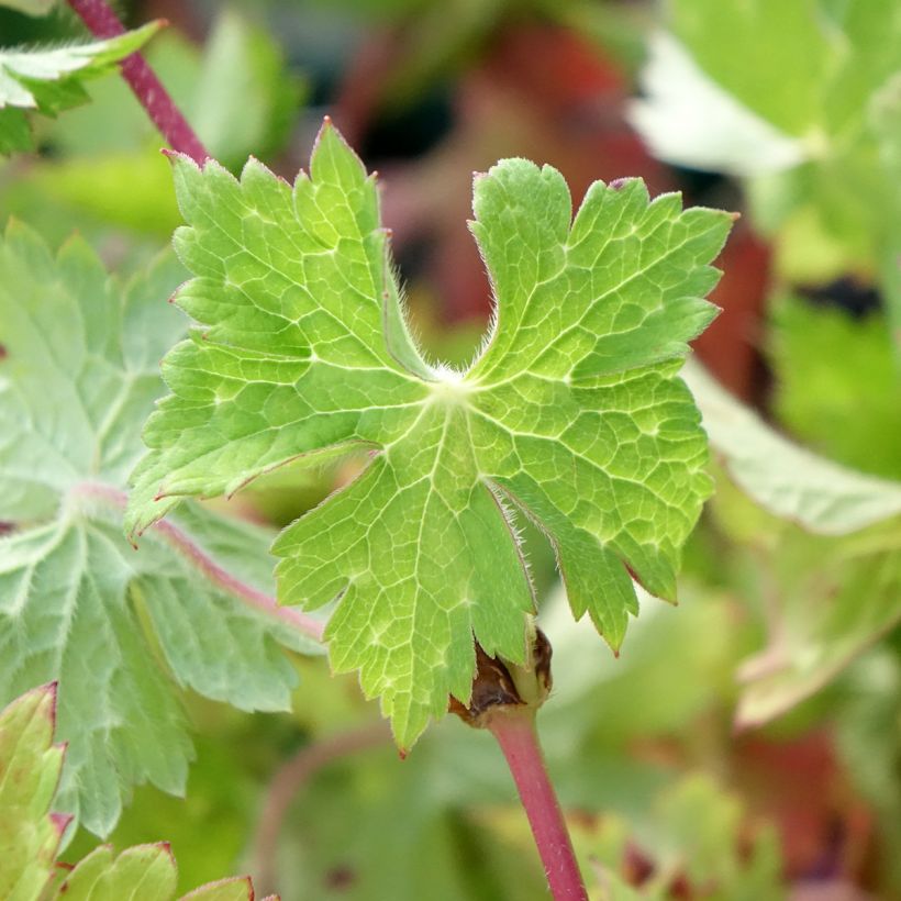 Geranium wallichianum Censation Daily Blue - Storchschnabel (Foliage)