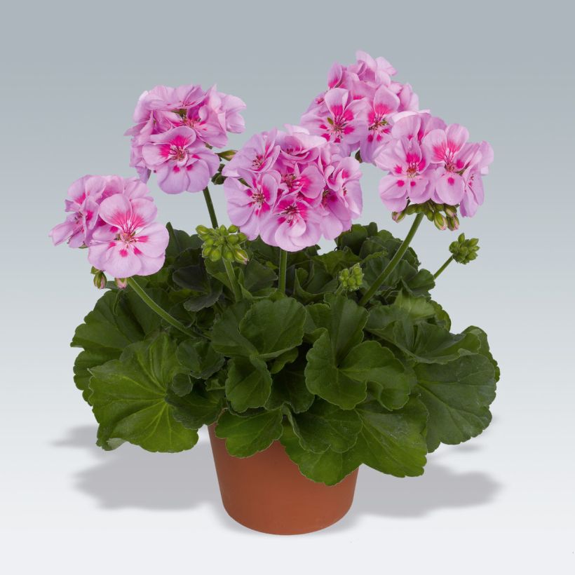Zonal-Pelargonie Icecrystal - Pelargonium (Plant habit)