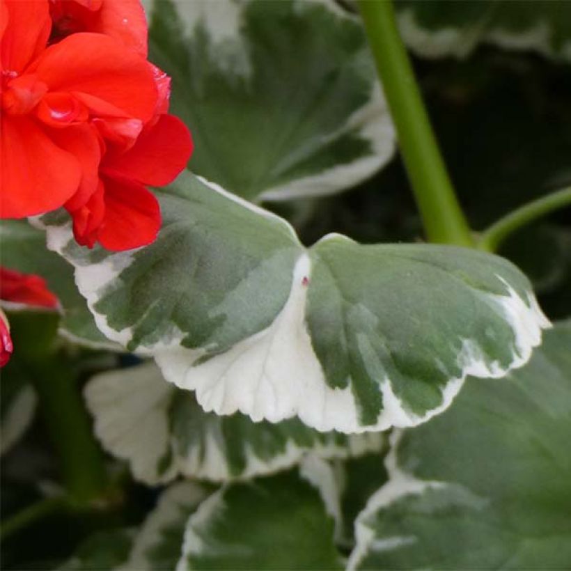Zonal-Pelargonie Fantaisy Wilhelm Langguth - Pelargonium (Laub)