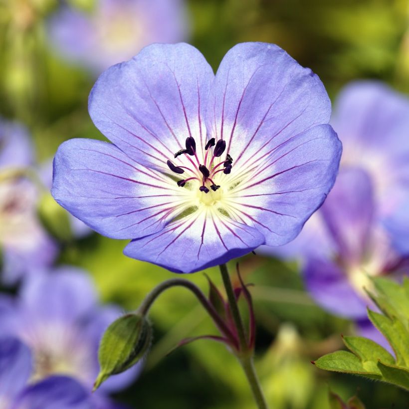 Storchschnabel Rozanne - Geranium (Flowering)