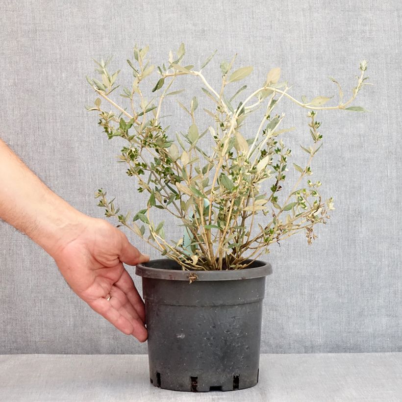 Exemplar von Strauchiger Gamander - Teucrium fruticans Topf mit 2L/3L wie im Sommer geliefert