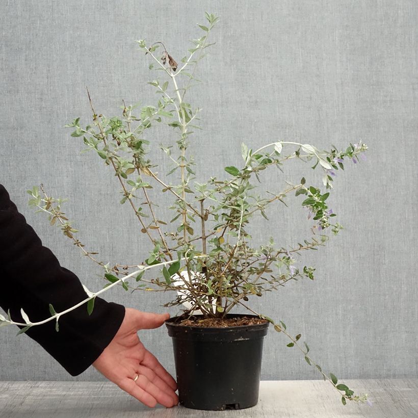 Example of Teucrium fruticans - Strauchiger Gamander Topf mit 2L/3L as you get in printemps