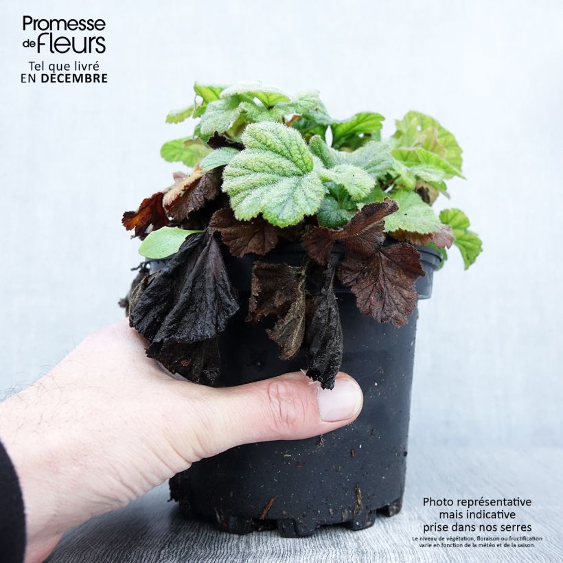 Exemplar von Geum coccineum Borisii - Benoîte orange Pot de 2L/3L wie im Herbst geliefert