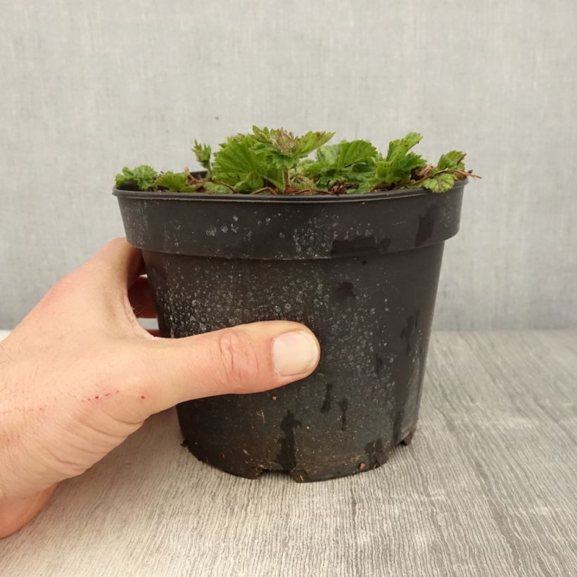 Example of Geum coccineum Borisii - Scharlachrote Nelkenwurz Topf mit 2L/3L as you get in printemps