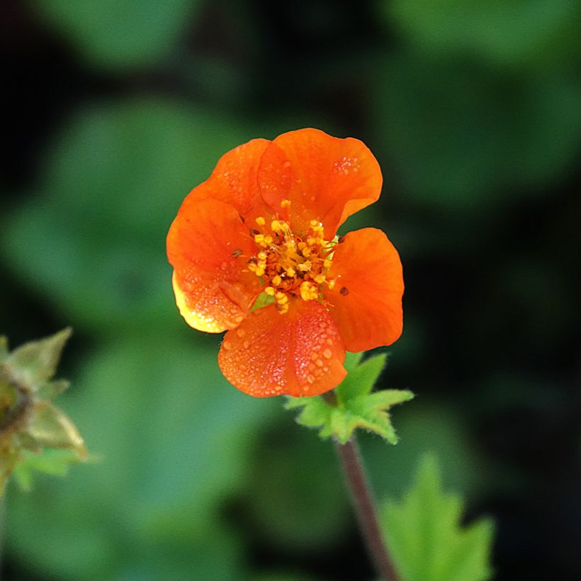Geum coccineum Koi - Scharlachrote Nelkenwurz (Blüte)