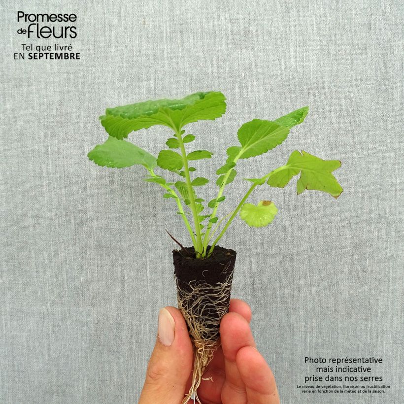 Exemplar von Geum Coral Tempest - Nelkenwurz Mini-Plug Ø 3/4 cm wie im Herbst geliefert