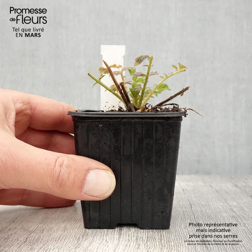 Example of Geum Fiery Tempest - Nelkenwurz Kleine Töpfe von 8/9 cm as you get in printemps