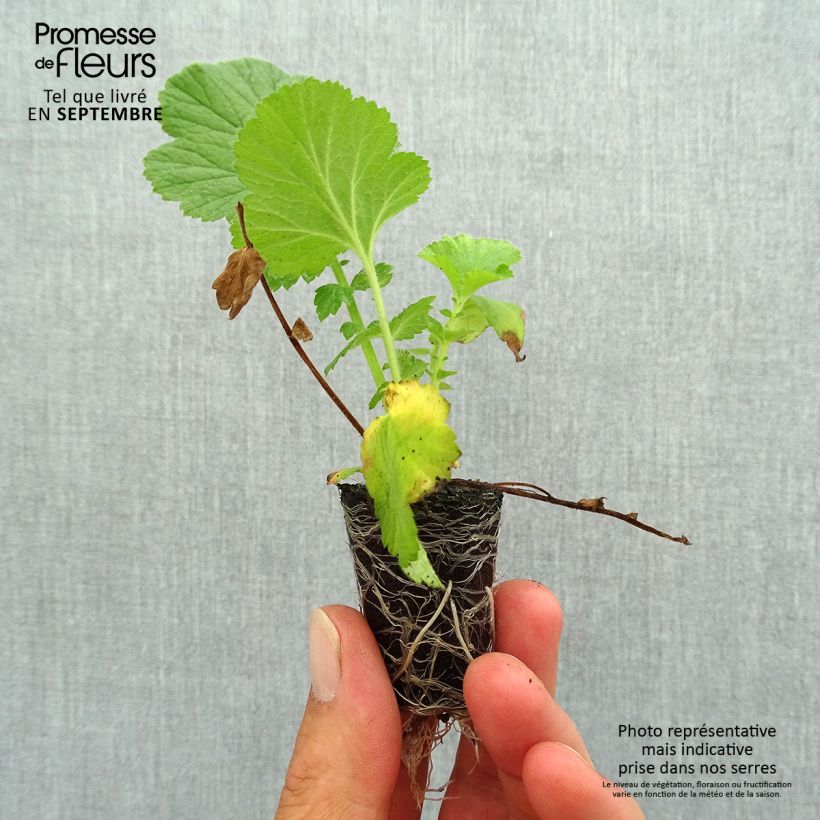 Example of Geum Fiery Tempest - Nelkenwurz Mini-Plug Ø 3/4 cm as you get in automne