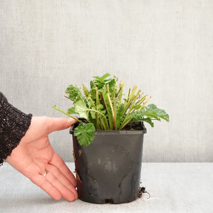 Example of Geum Fiery Tempest - Nelkenwurz Topf mit 2L/3L as you get in hiver