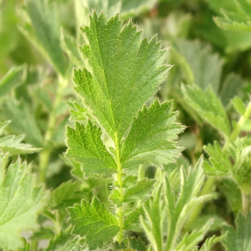 Geum Firestarter - Nelkenwurz (Laub)