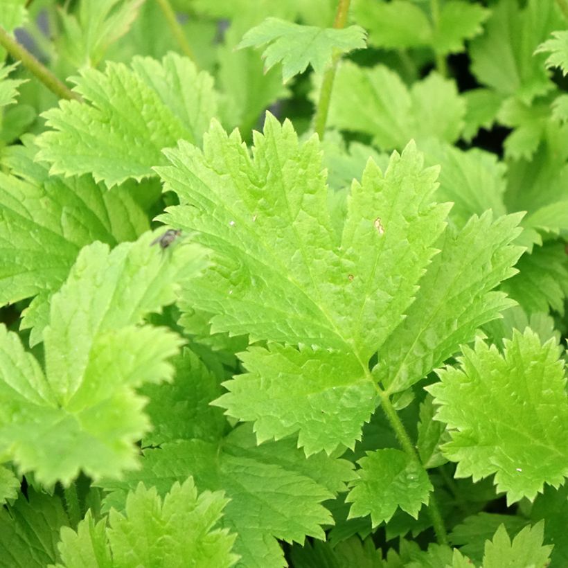 Geum coccineum Nonna - Scharlachrote Nelkenwurz (Laub)