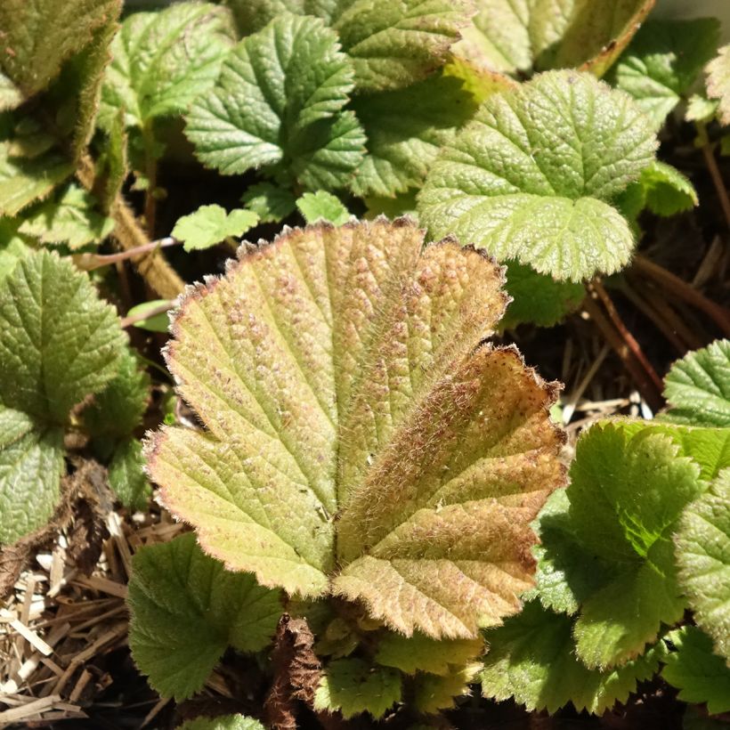 Geum Orange Pumpkin - Nelkenwurz (Laub)