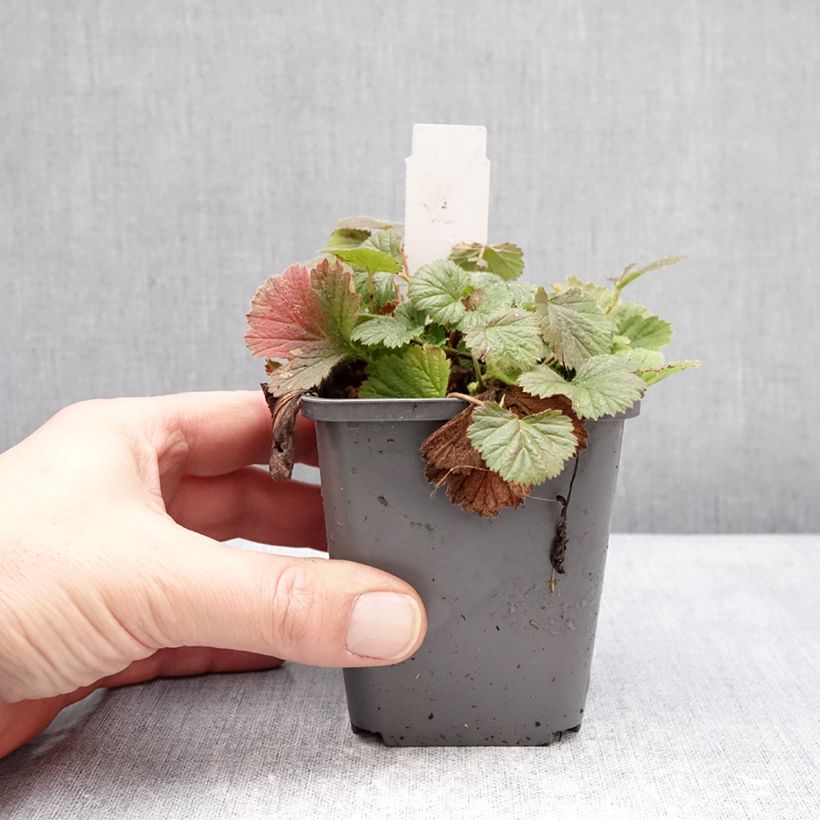 Exemplar von Geum Orange Pumpkin - Nelkenwurz Kleine Töpfe von 7/8 cm wie im Winter geliefert