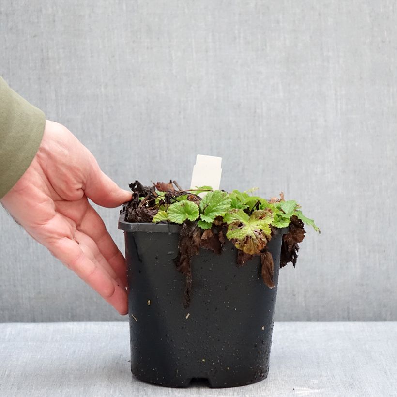 Exemplar von Geum rivale Leonard's Variety - Bach-Nelkenwurz Topf mit 2L/3L wie im Winter geliefert