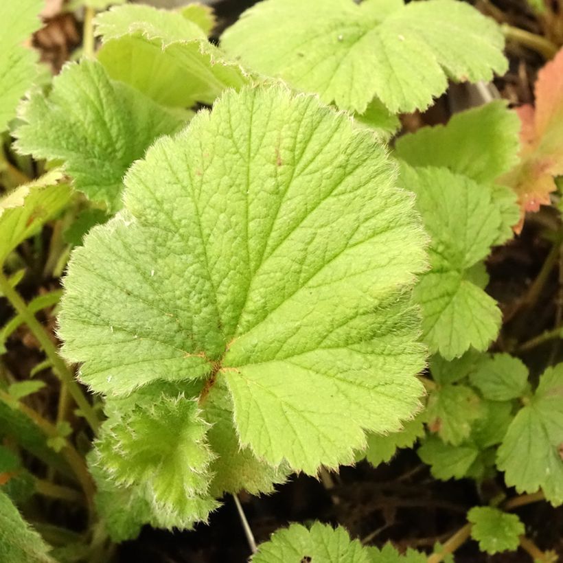 Geum Scarlet Tempest - Nelkenwurz (Foliage)
