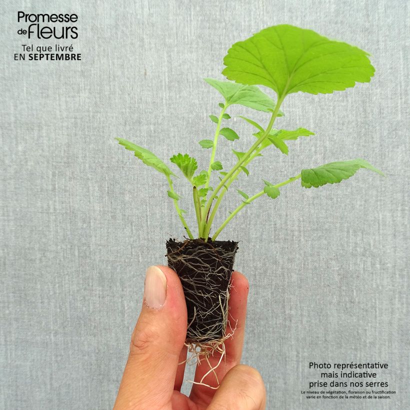 Example of Geum Scarlet Tempest - Nelkenwurz Mini-Plug Ø 3/4 cm as you get in automne