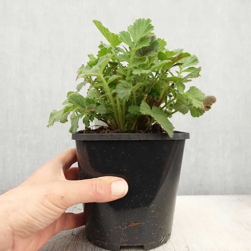 Example of Geum Scarlet Tempest - Nelkenwurz Topf mit 2L/3L as you get in printemps