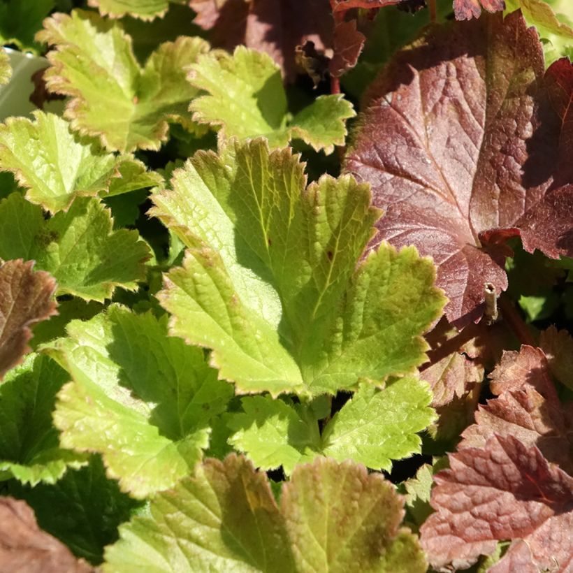 Geum Tempo Rose - Nelkenwurz (Foliage)
