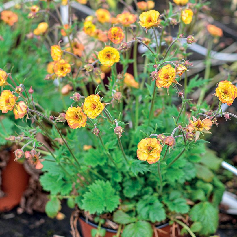 Geum Tutti Frutti - Nelkenwurz (Wuchs)