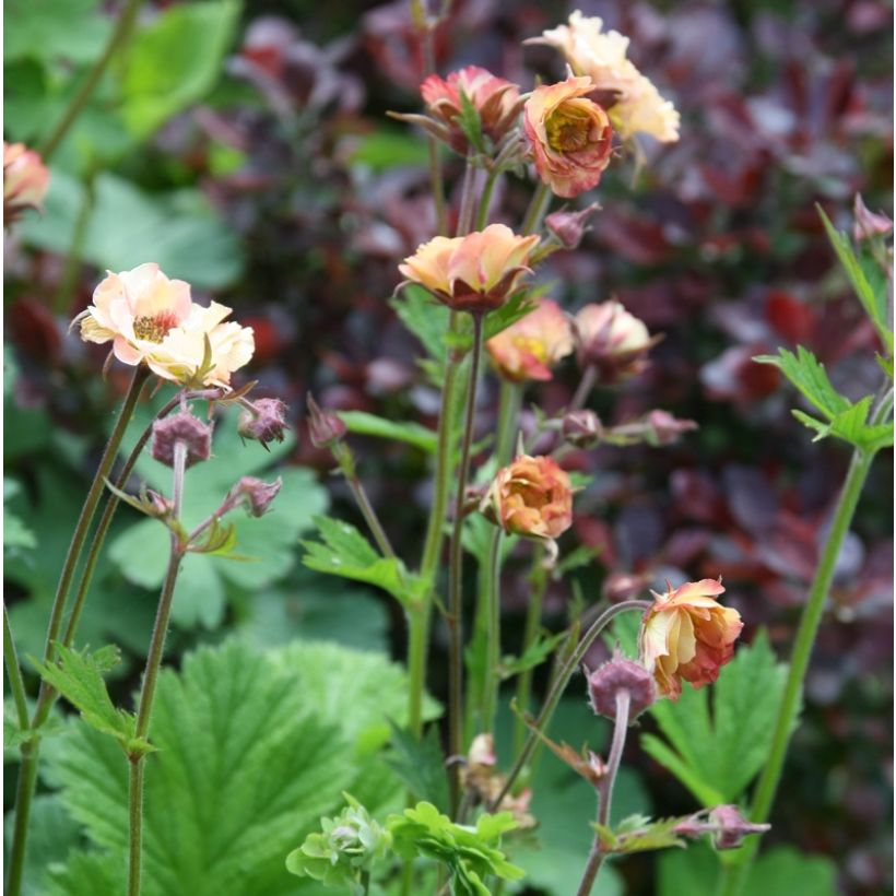 Geum rivale Mai tai - Bach-Nelkenwurz (Wuchs)