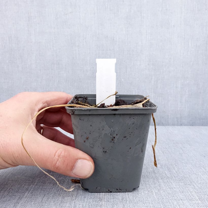 Exemplar von Gingembre japonais - Zingiber mioga Godet de 8/9 cm wie im Winter geliefert
