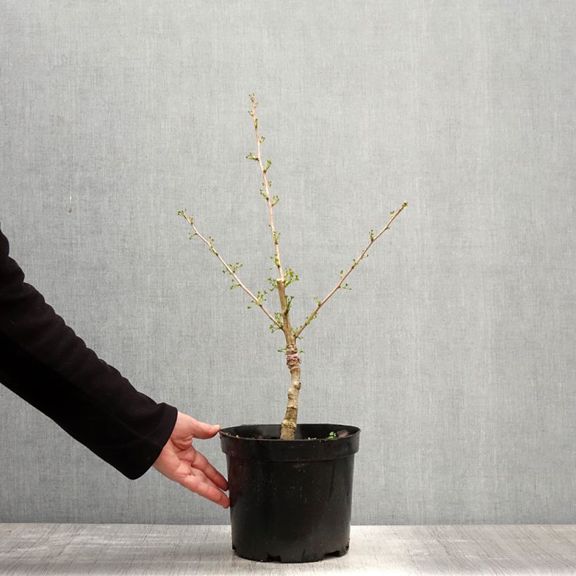 Exemplar von Ginkgo biloba Baldi - Arbre aux quarante écus nain Topf mit 4L/5L wie im Frühjahr geliefert