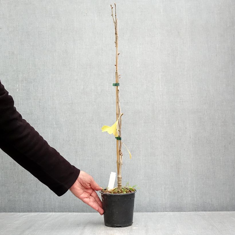 Exemplar von Ginkgo biloba Blagon - Fächerblattbaum Topf mit 1L/1,5L wie im Herbst geliefert