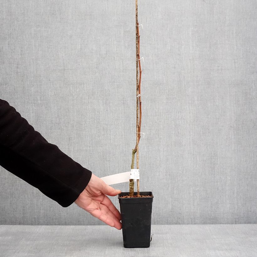 Exemplar von Ginkgo Biloba fastigiata Gold Flame - Arbre aux quarante écus Pot de 1L/1,5L wie im Winter geliefert