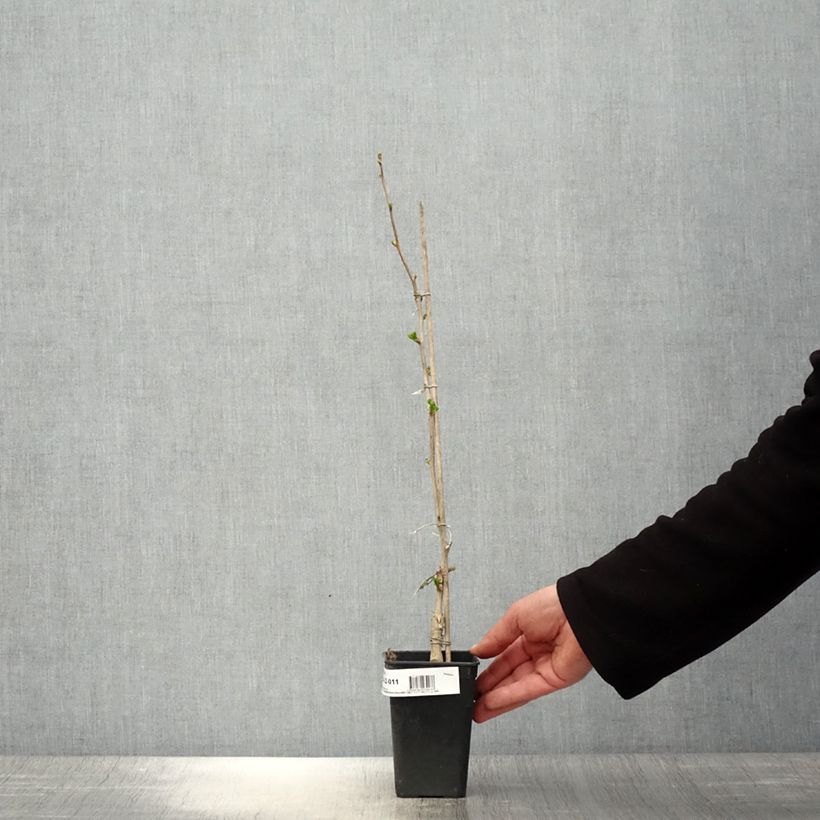 Example of Ginkgo biloba fastigiata Gold Flame - Fächerblattbaum Topf mit 1L/1,5L as you get in printemps